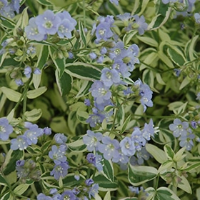 Stairway To Heaven' Creeping Jacob's Ladder