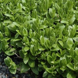 Solomon's Seal