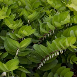 'Ruby Slippers' Solomon's Seal