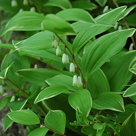 Variegated Fragrant Solomon's Seal