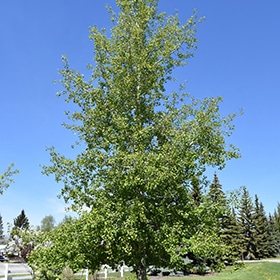 Aspen, Quaking
