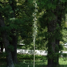 Aspen, Quaking 'Mountain Sentinel'