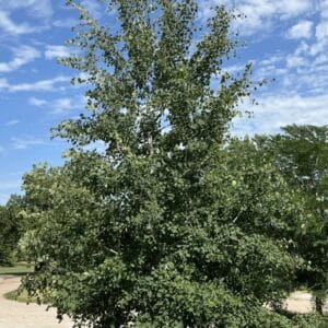 Aspen, 'Prairie Gold'