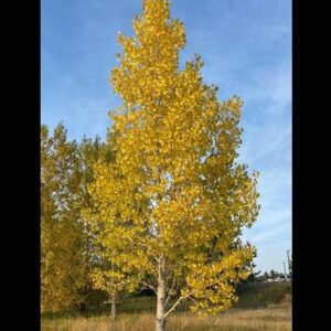 Aspen, Quaking 'Summer Shimmers'