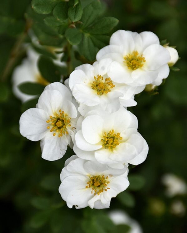 Potentilla, 'Creme Brulee'