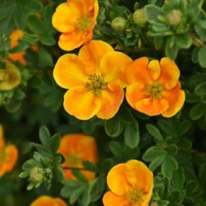 Potentilla, 'Mandarin Tango'