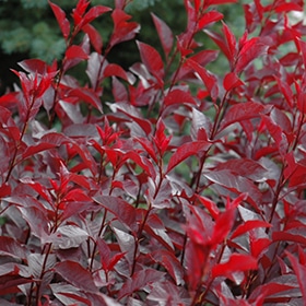 Plum, Purpleleaf