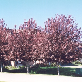 Cherry, 'Schubert'