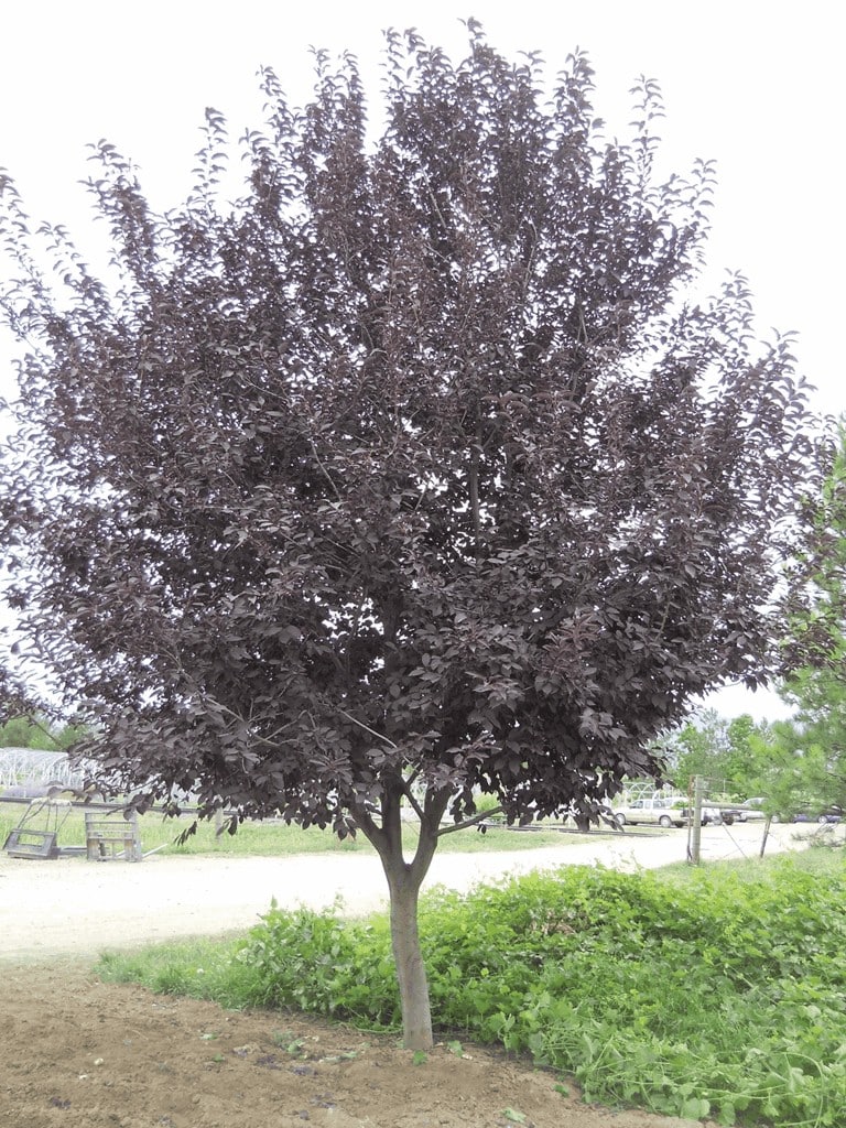 Cherry, 'Sucker Punch' - Image 3