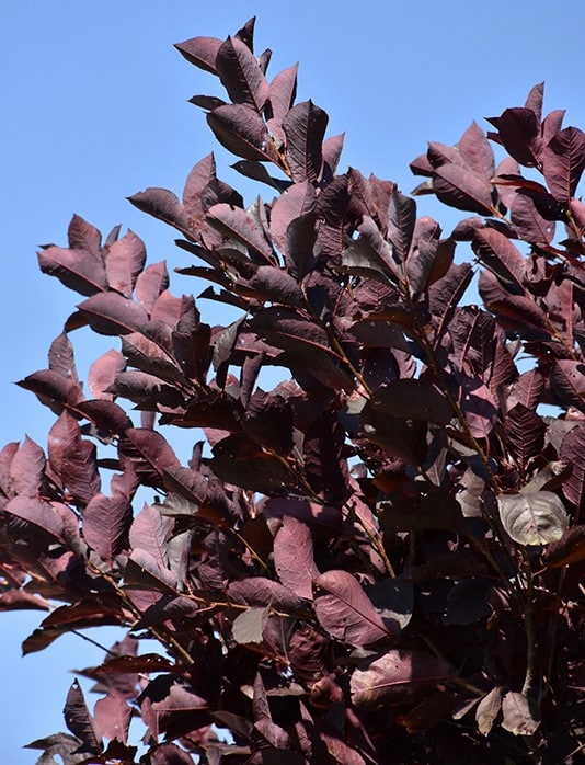 Cherry, 'Sucker Punch' - Image 2