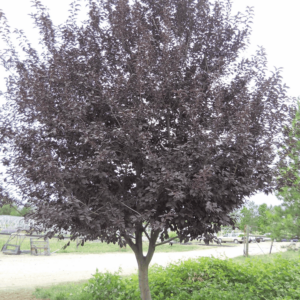Cherry, 'Sucker Punch'