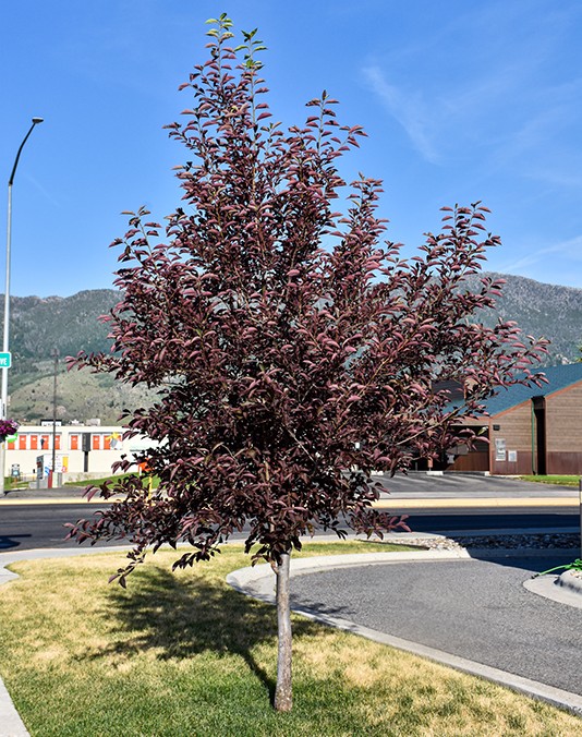 Cherry, 'Sucker Punch'