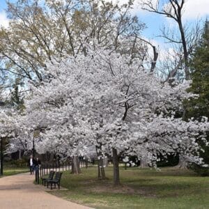 Cherry, 'Yoshino'