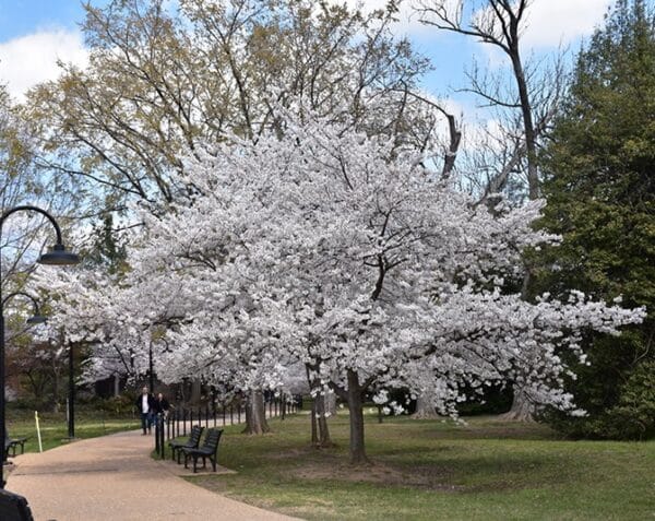 Cherry, 'Yoshino'