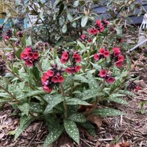 'Lisa Marie' Pulmonaria