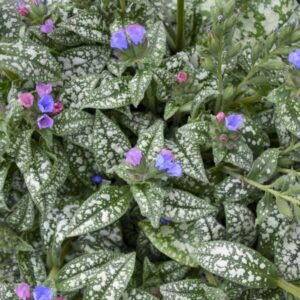 'Pink-A-Blue' Lungwort