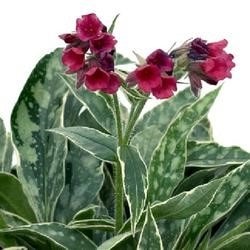 'Raspberry Frost' Lungwort