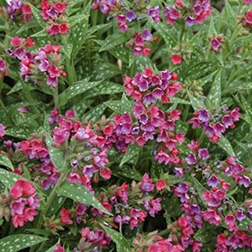 'Raspberry Splash' Pulmonaria #1