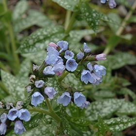 'Roy Davidson' Pulmonaria #1