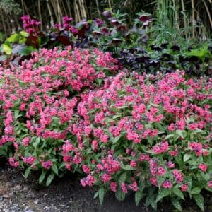 'Shrimps on the Barbie' Leadwort