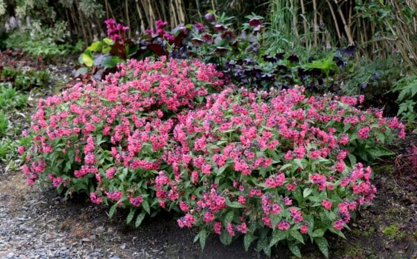 'Shrimps on the Barbie' Leadwort