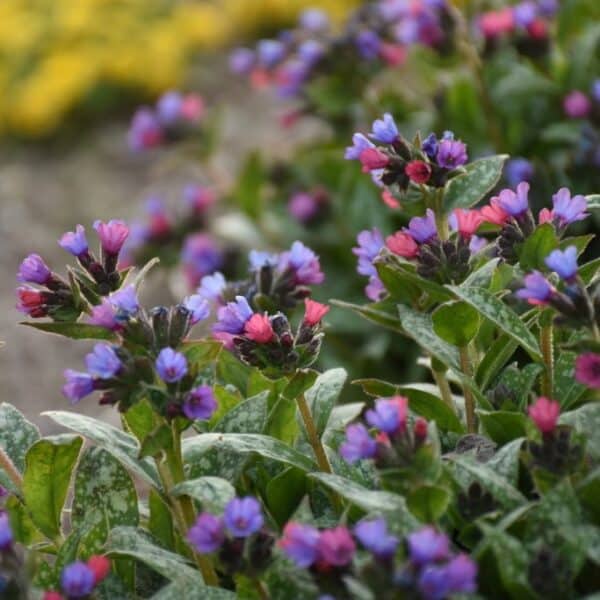 'Spot On' Pulmonaria - Image 2