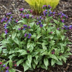 'Spot On' Pulmonaria