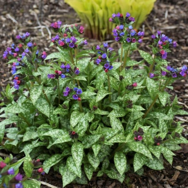 'Spot On' Pulmonaria