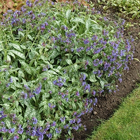 'Trevi Fountain' Pulmonaria #1
