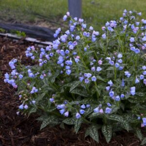 'Twinkle Toes' Lungwort