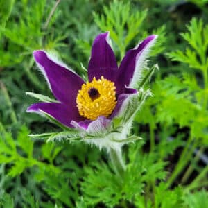 Pasque Flower