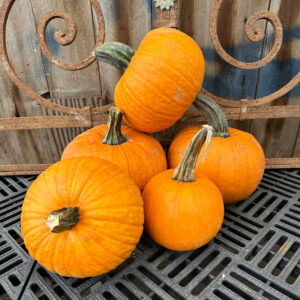 Pumpkins - Pie