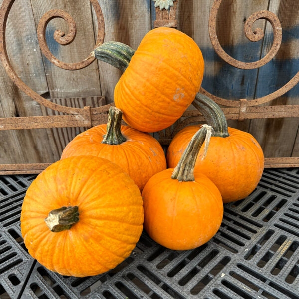 Pumpkins - Pie