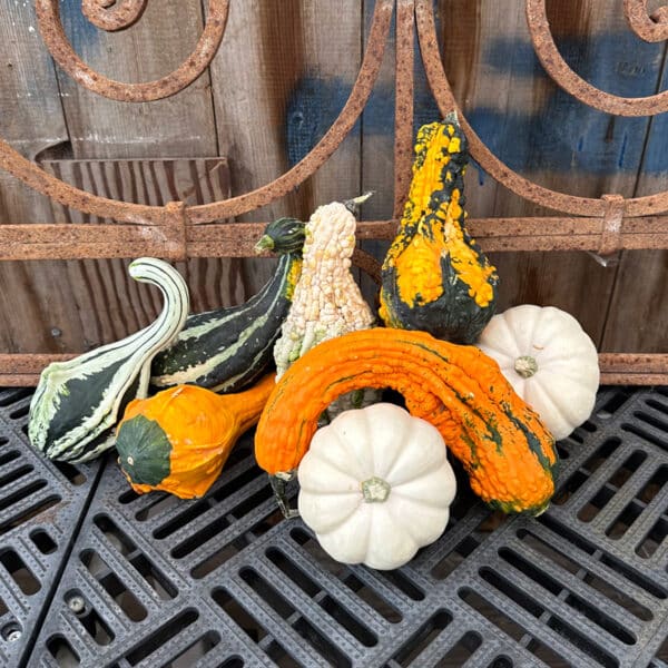 Small-Mini Flat Pumpkin, Winged and Warted Gourd