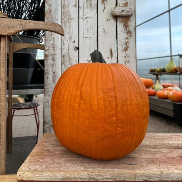 Pumpkin Large Jack O' Lantarn