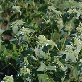 Mountain Mint