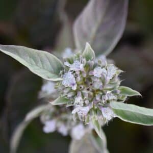 'Smokey Mountain Mint' Mint