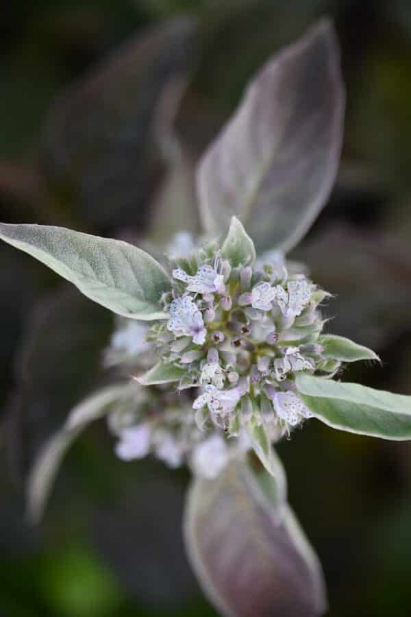 'Smokey Mountain Mint' Mint
