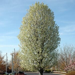 Pear, 'Chanticleer'