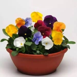 Pansy (Mixed) - Annual Flat