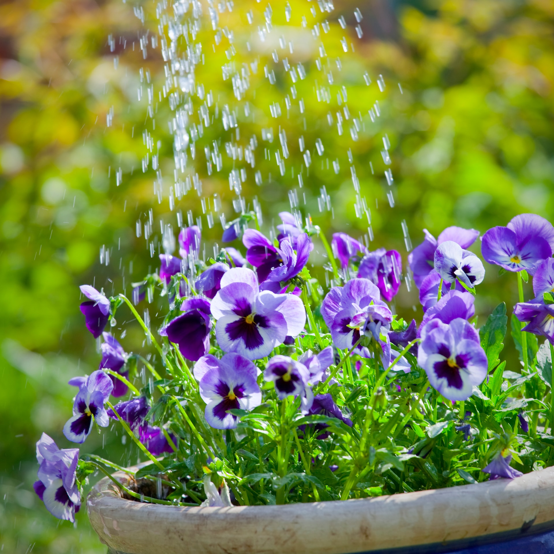 watering pansies