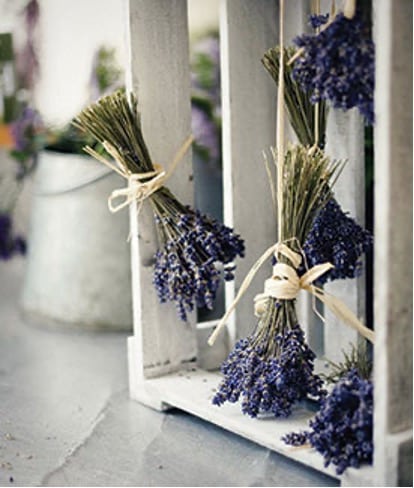 Lavendar herbs