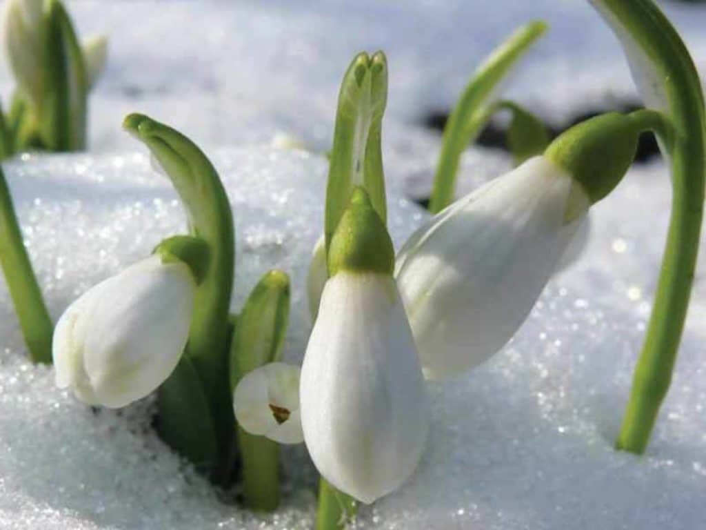 Blooms popping up in snow.