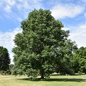 Oak, Swamp White