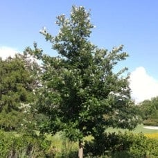 Swamp White Oak in nature preserve area