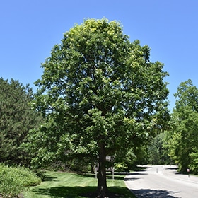 Oak, Burr