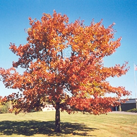 Oak, Red