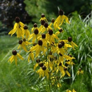 Gray Coneflower