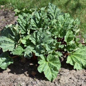 'Chipman's Red' Rhubarb