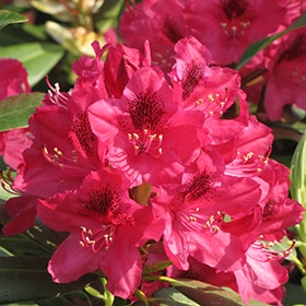 Rhody, Catawba 'Nova Zembla'